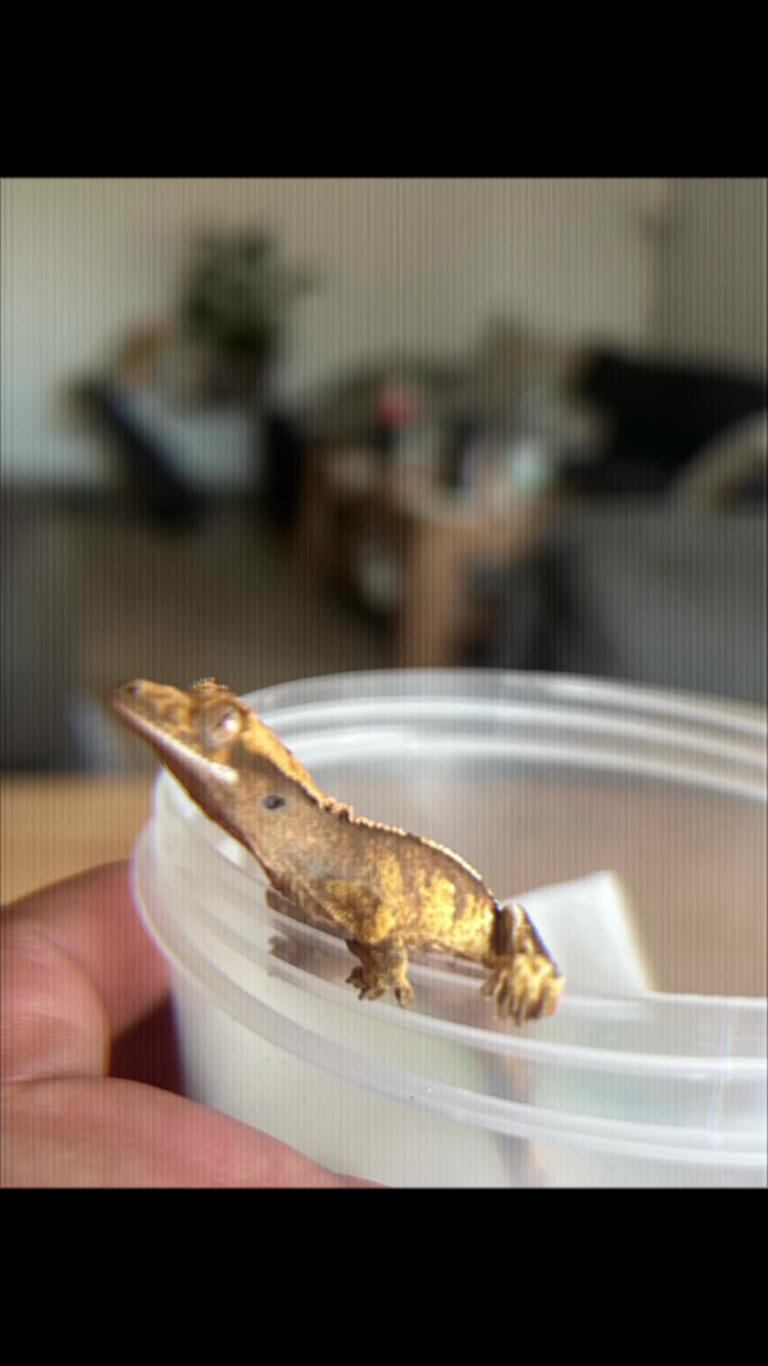 @Tu.snakes