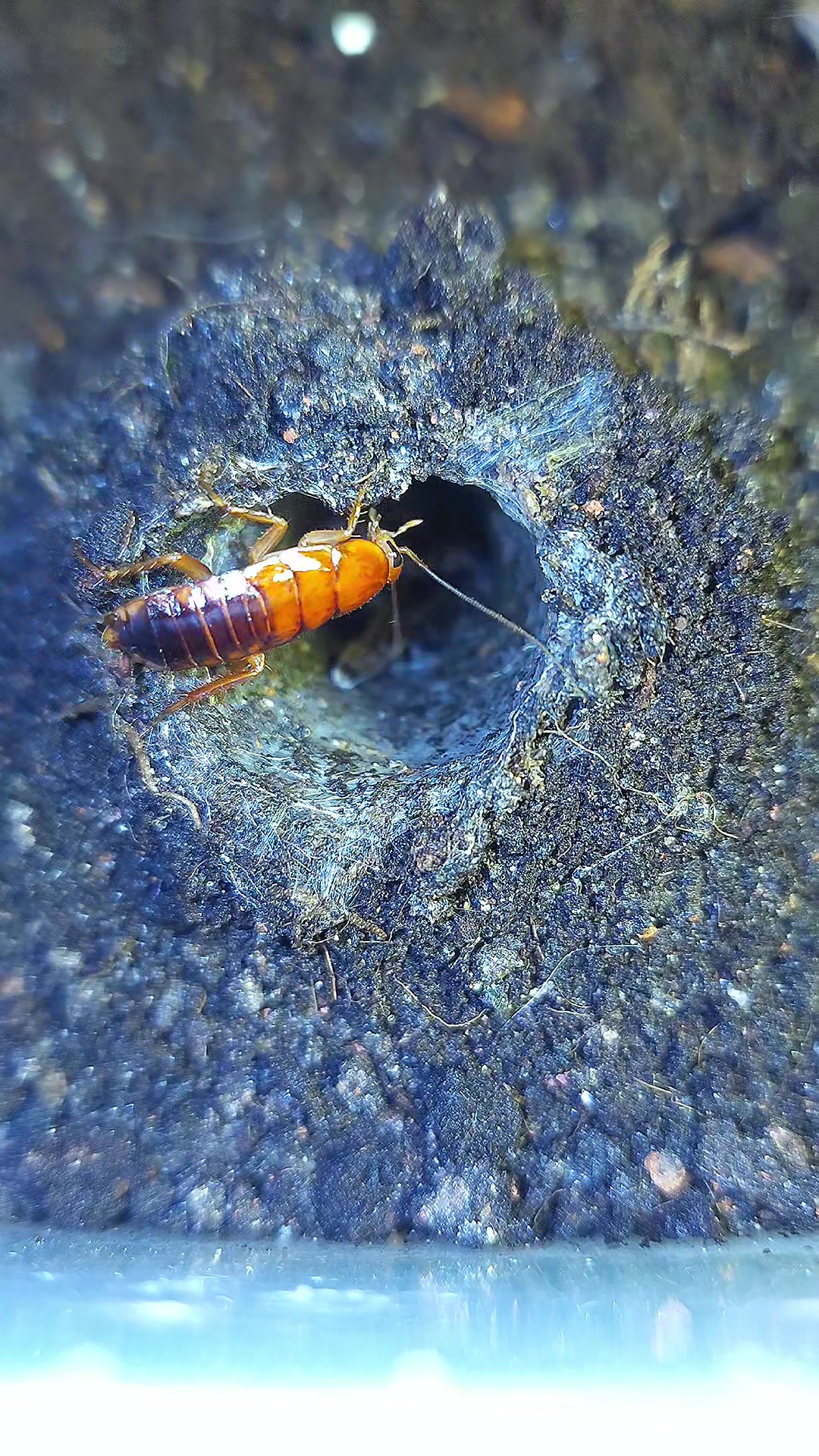 @BugZcave
