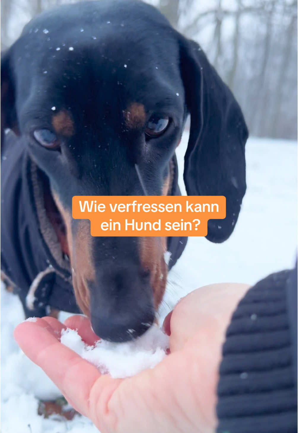 @SausagedogMaja