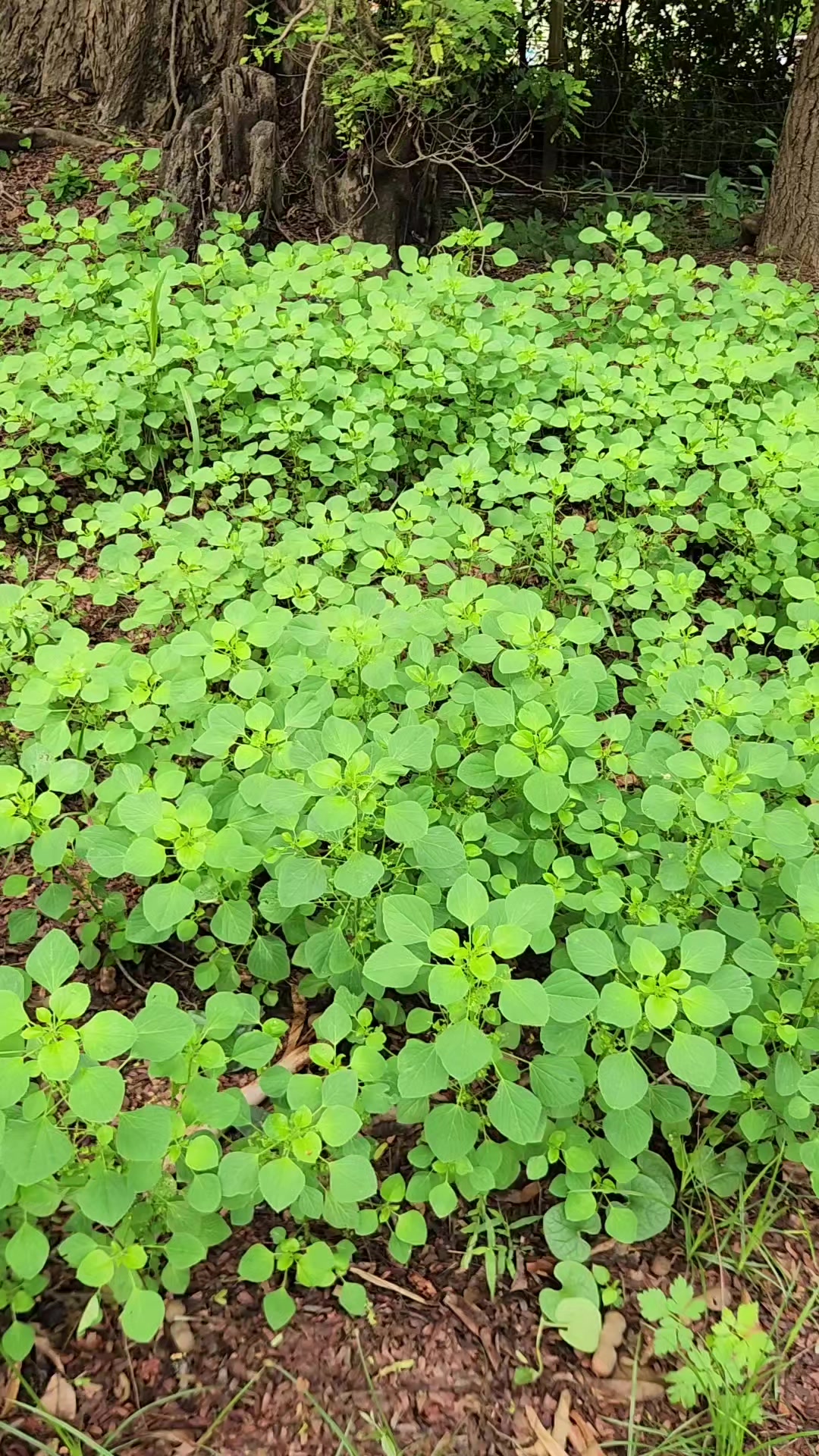 @แป๊ปซี่แมวของฉัน(ช่องใหม่),2