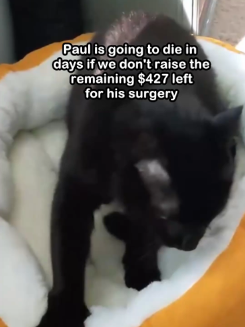 @Saving Paul the brave Cat!