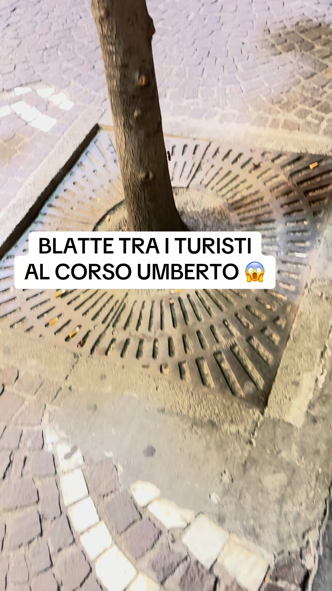 @Salvatore LS disinfestazioni