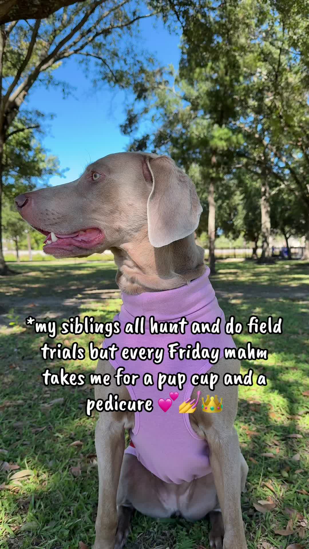 @Zoey the Weim