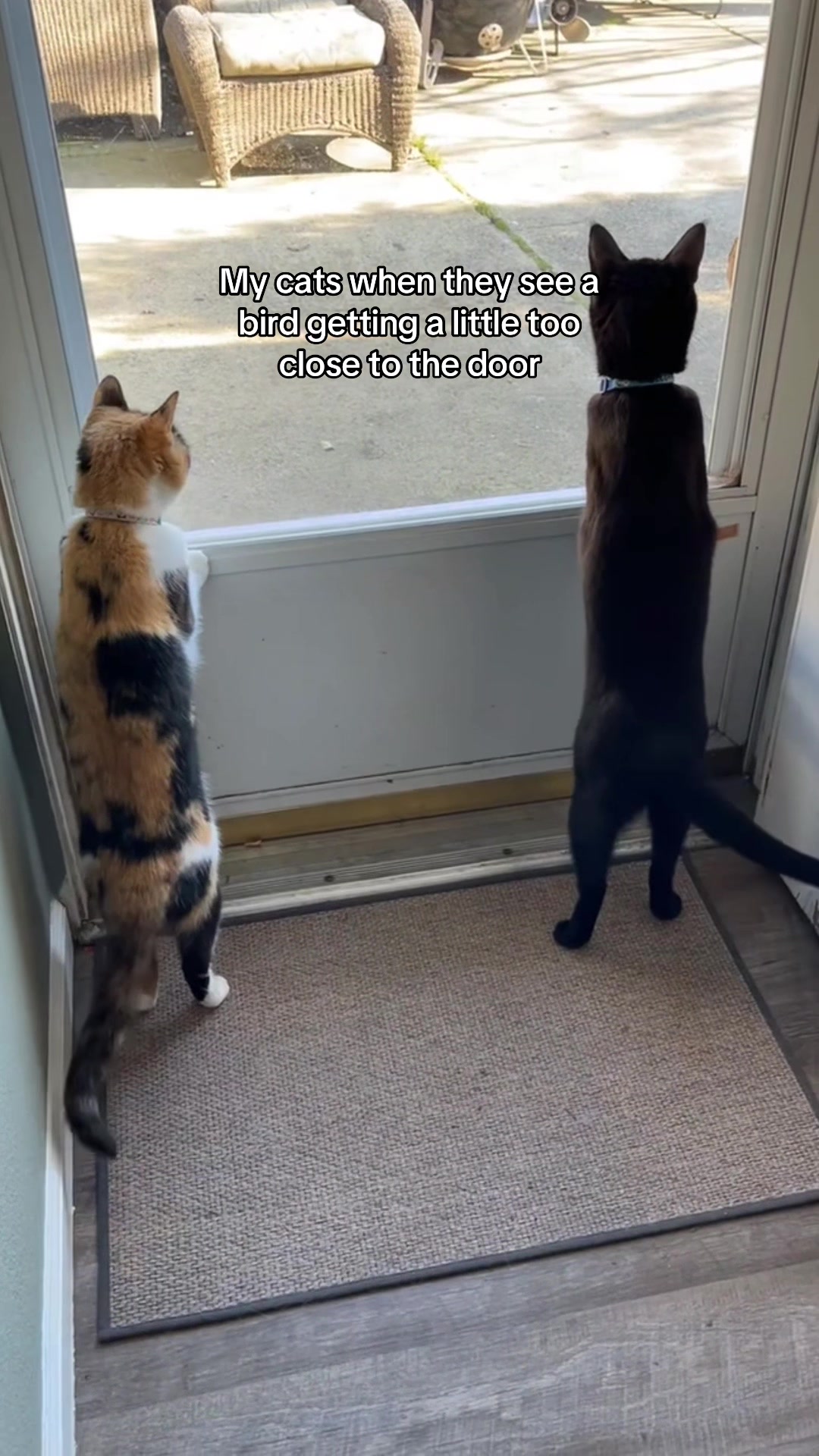 @Biggy smalls🐈⬛
