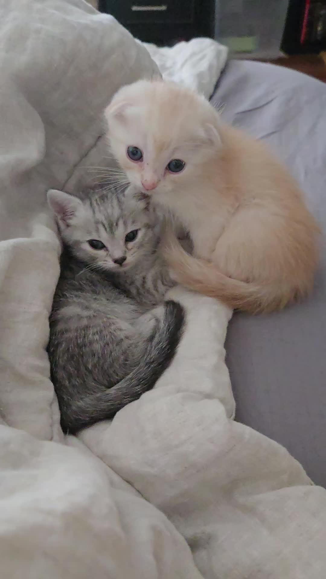 @Brittany Beauties Kittens