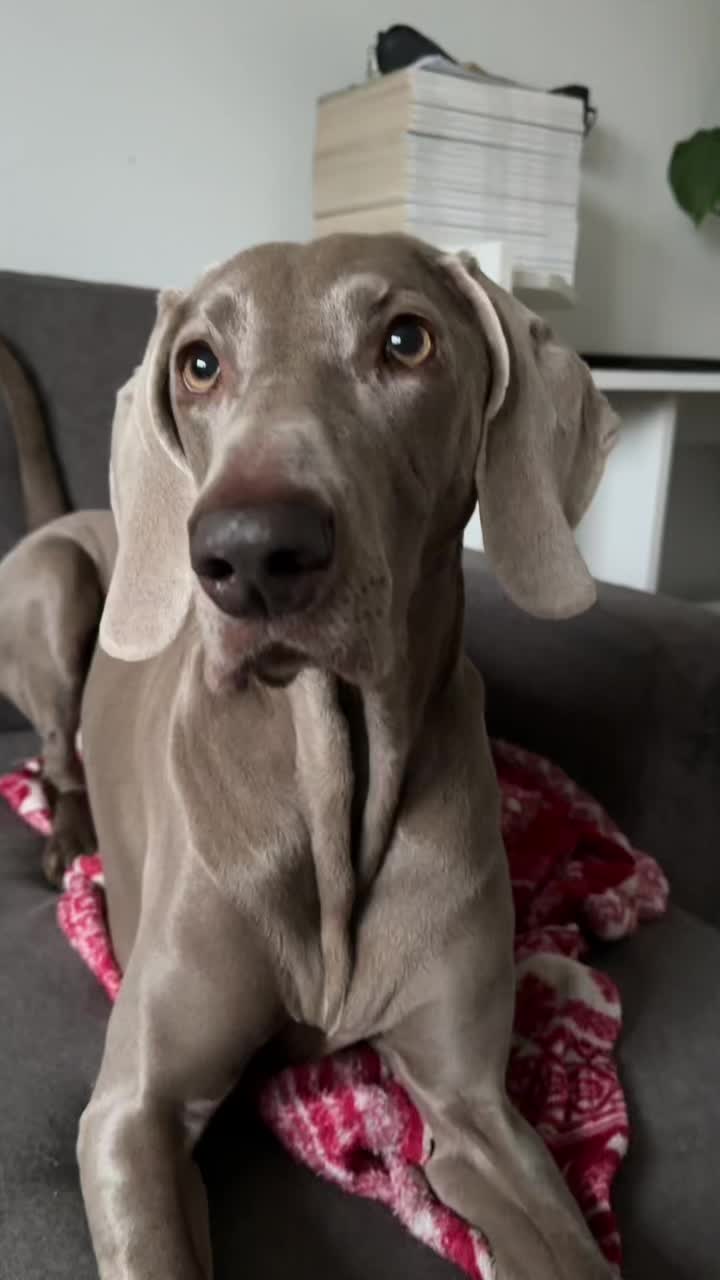 @lola | ig: heydoggyblog