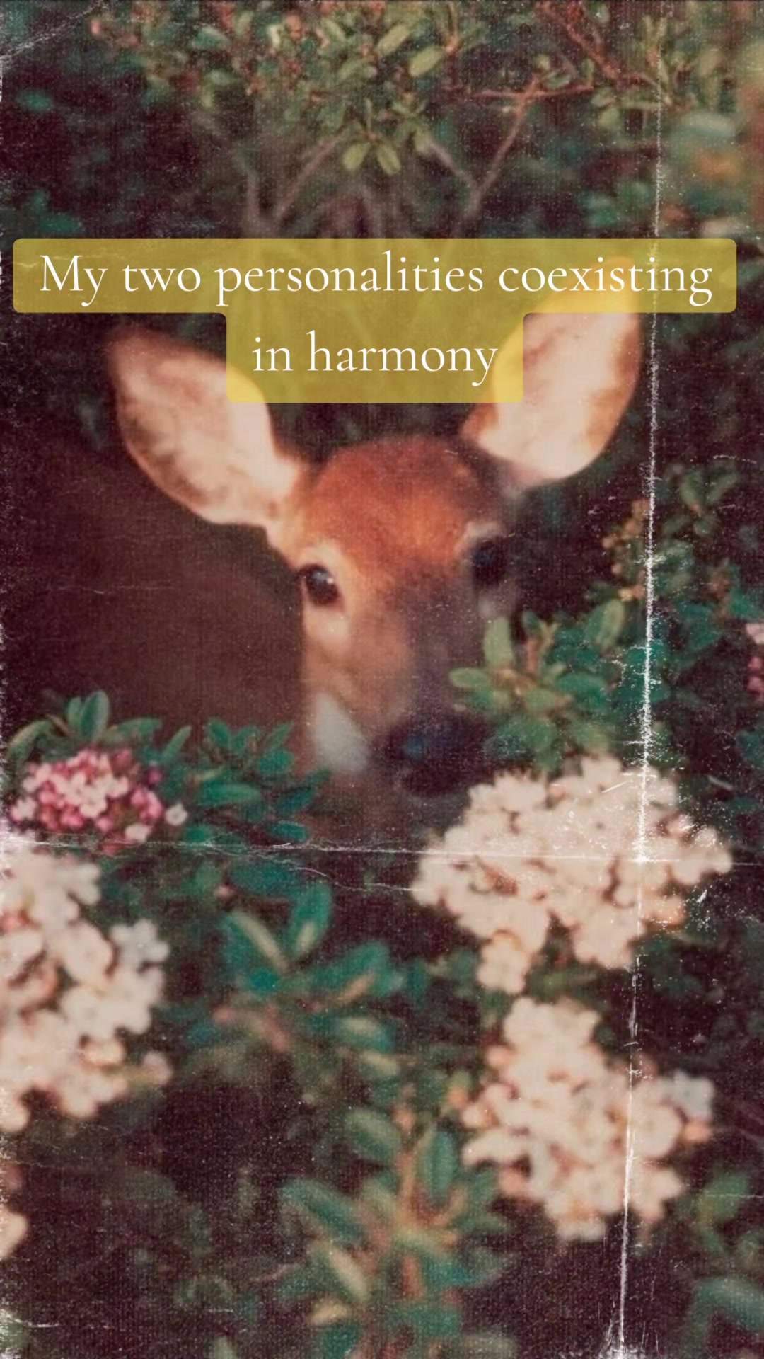 @🪻𝐇𝐢𝐬𝐭𝐨𝐫𝐲𝐏𝐨𝐞𝐭𝐫𝐲🪻