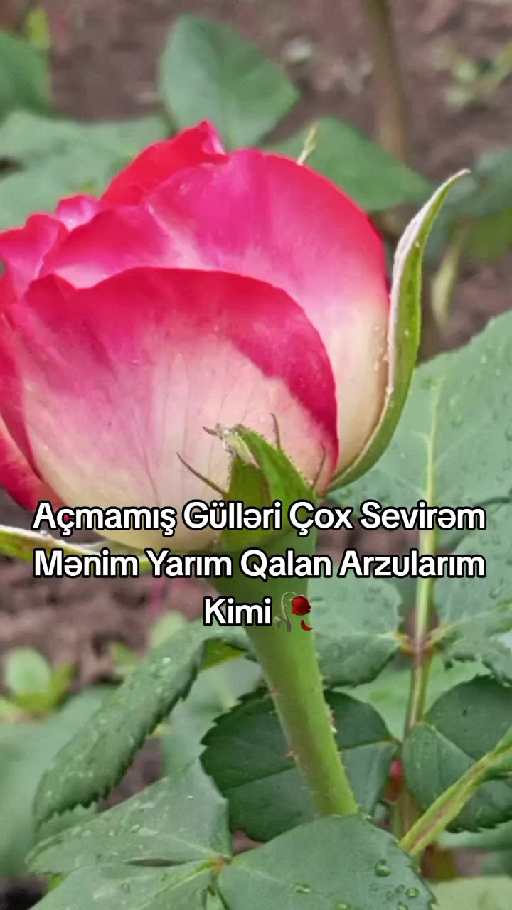@♡𝙈𝙞𝙣𝙣𝙤𝙨̧➷♡🌸