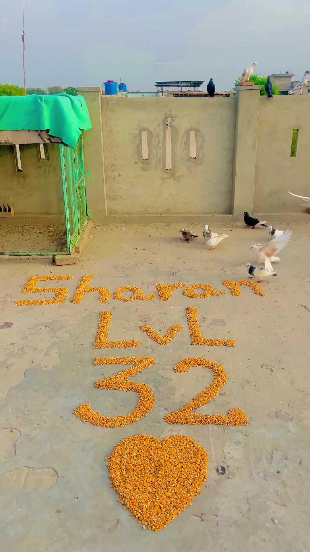 @Shahroz