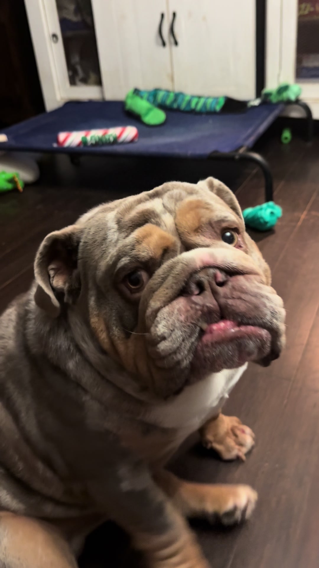 @barkleythabulldog
