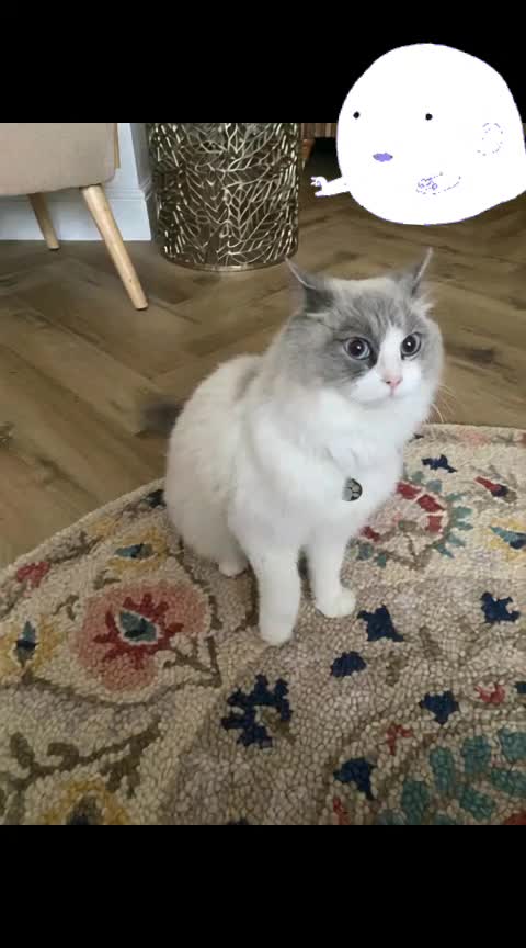 @Daisy The Cat