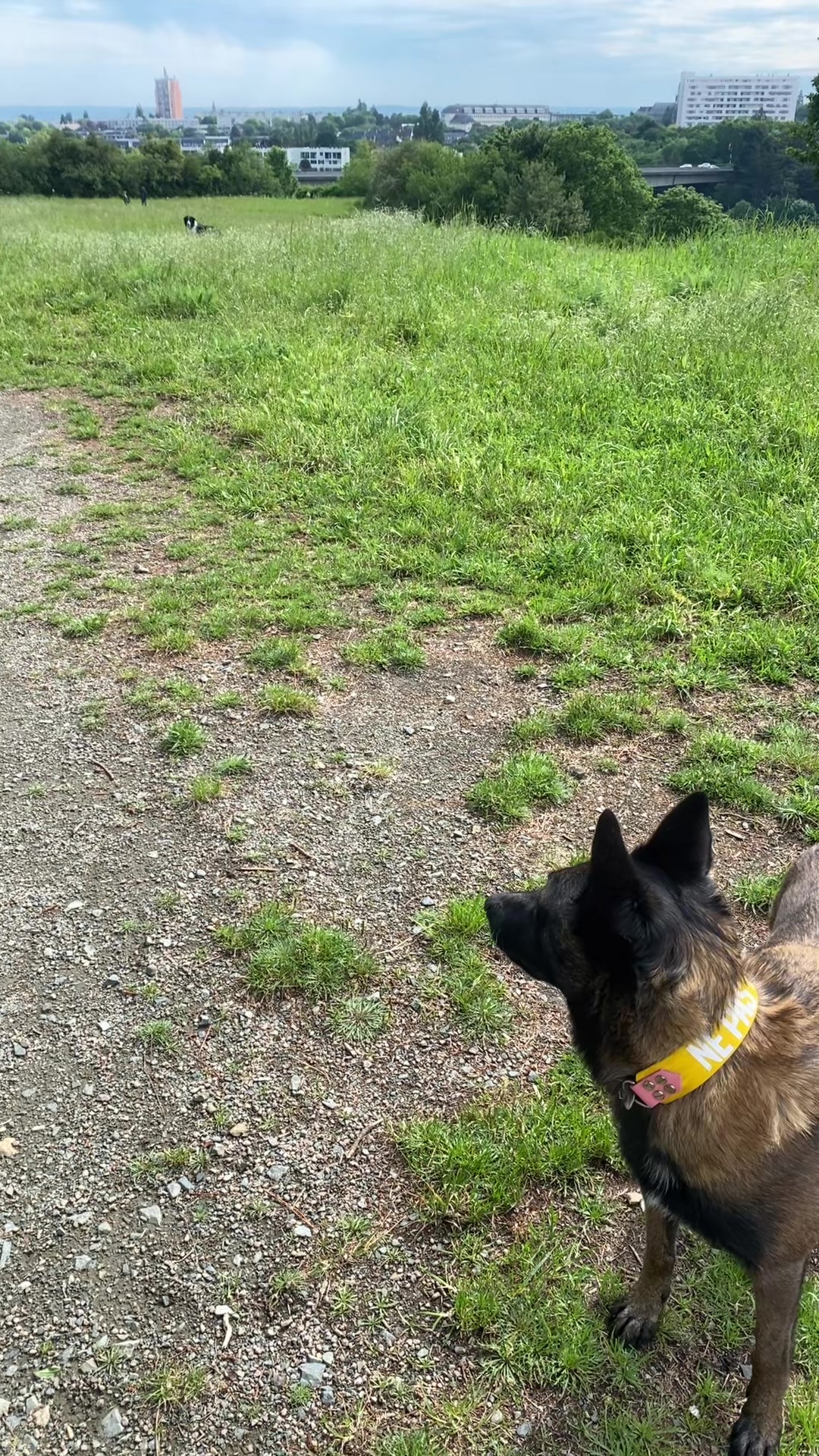 @PacoPacoPaco_le_chien