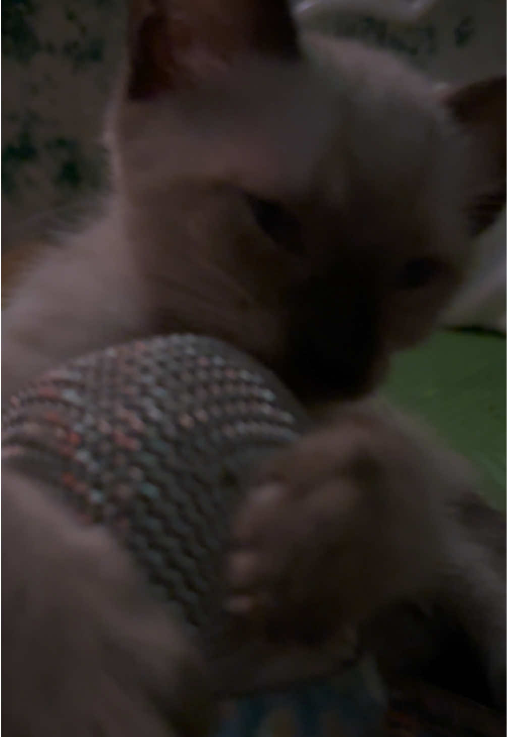@Mirella ASMR