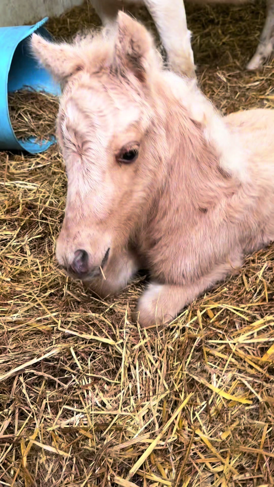@SummerMoor Miniature horses
