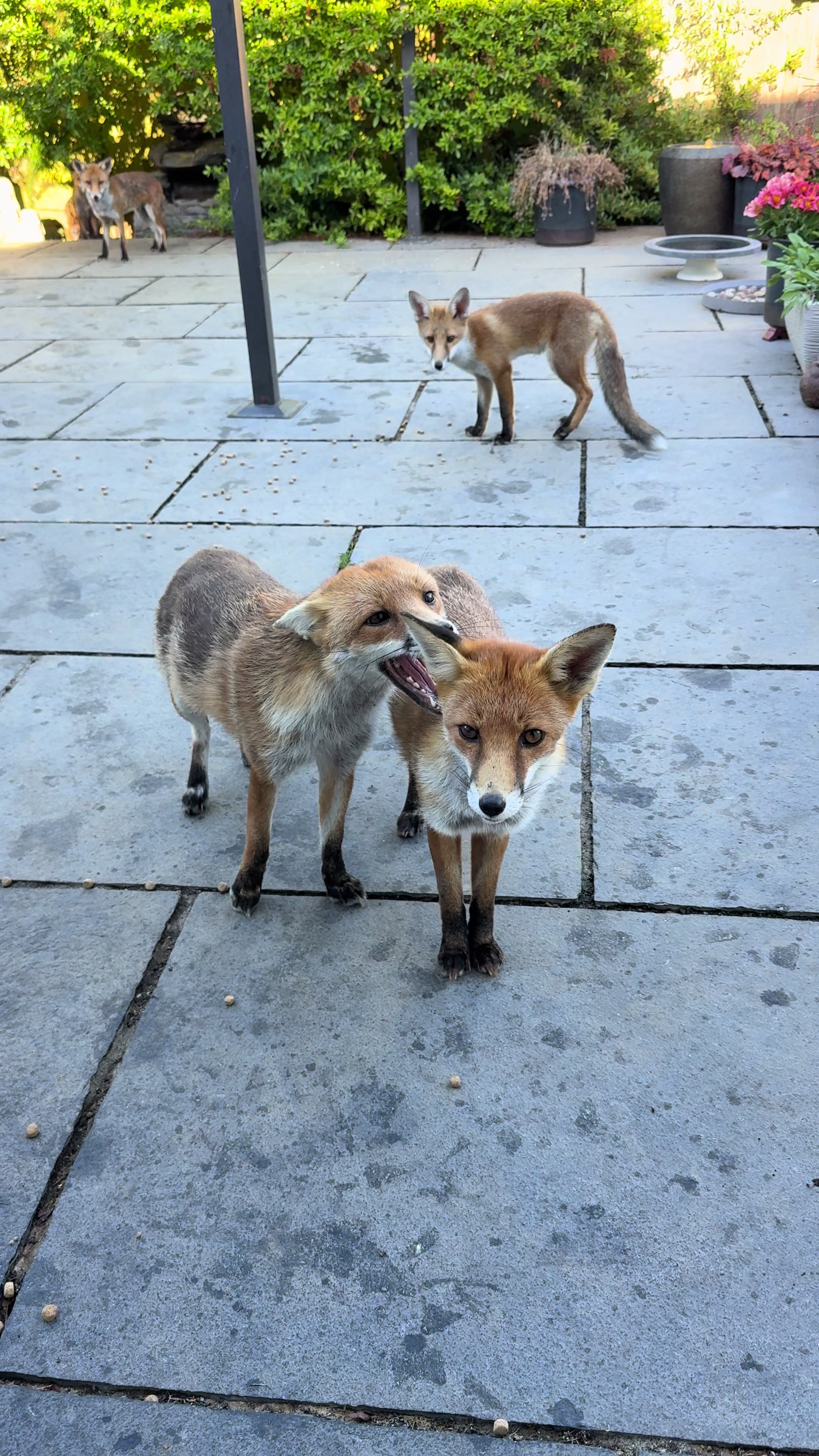 @gp_wildlife