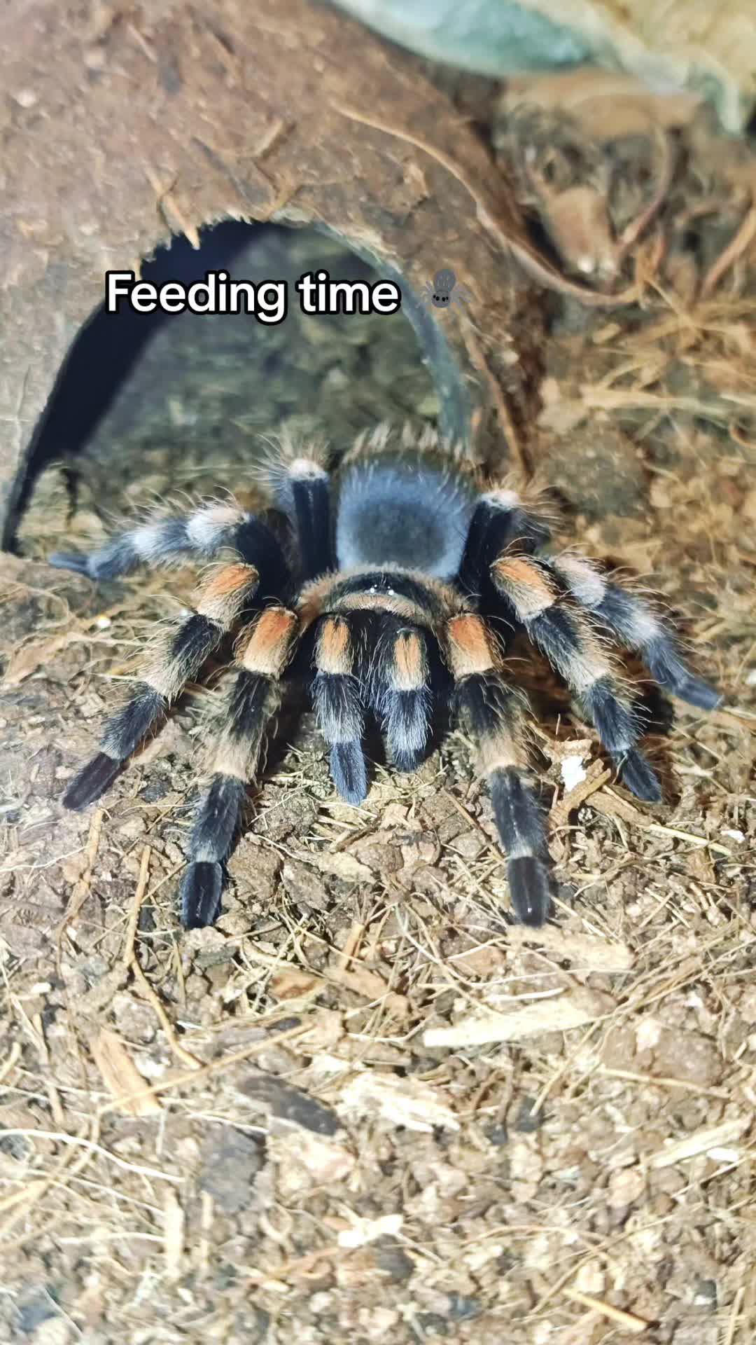 @Magdalena® 🕷️🐍🦂🪴
