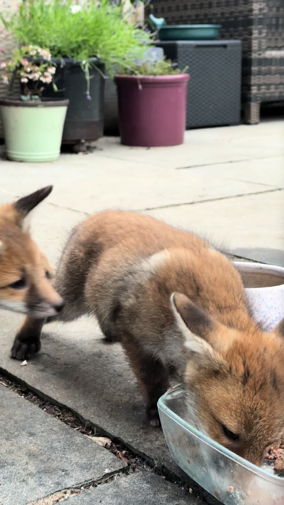 @gp_wildlife