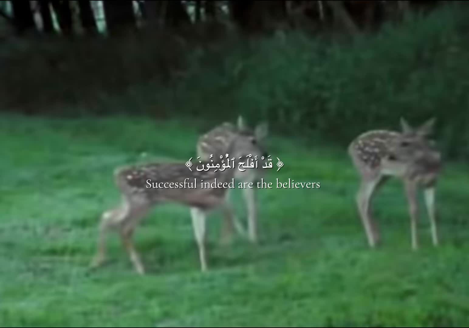 @🪽