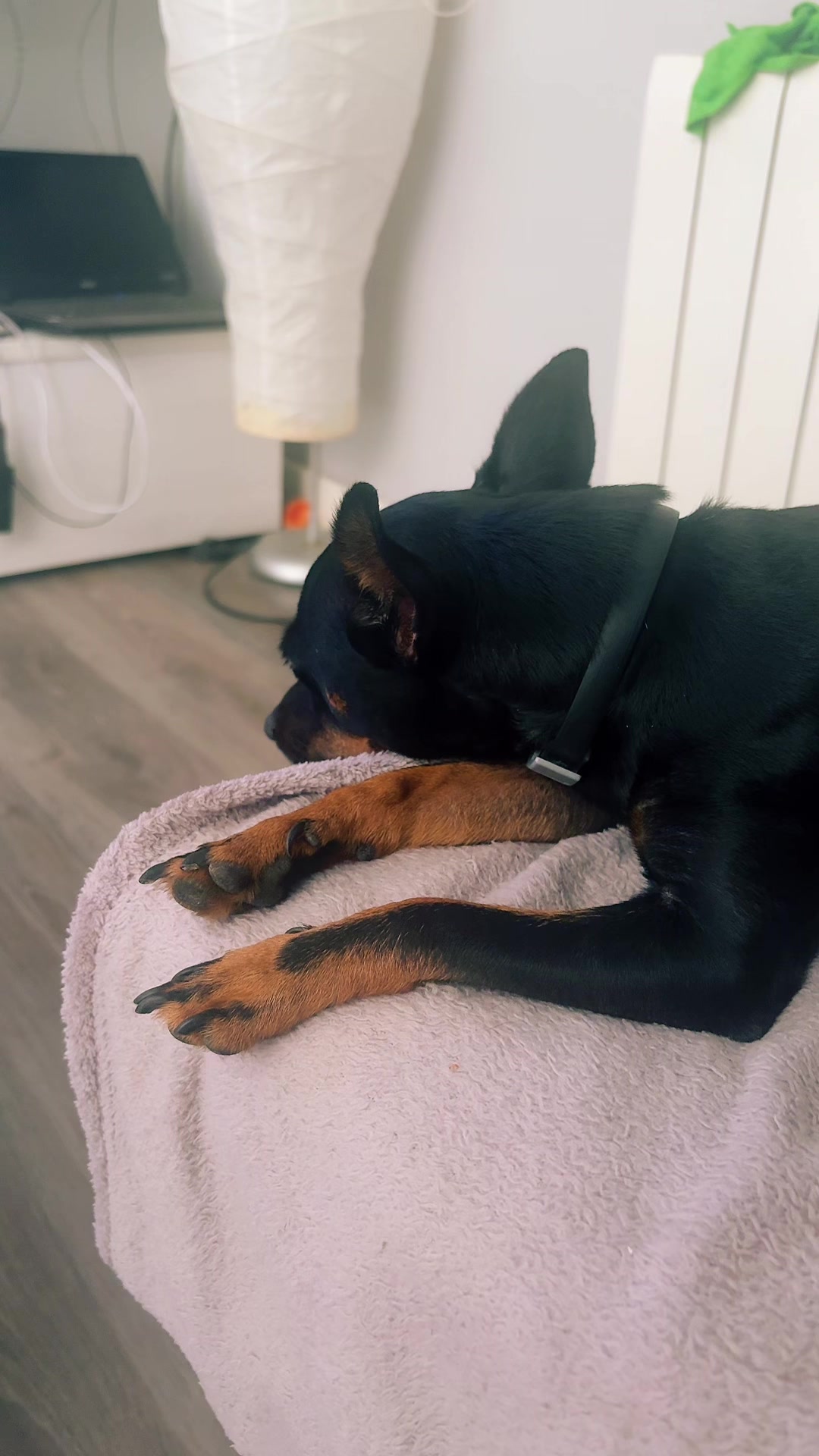 @PanDOGuitos 🐶