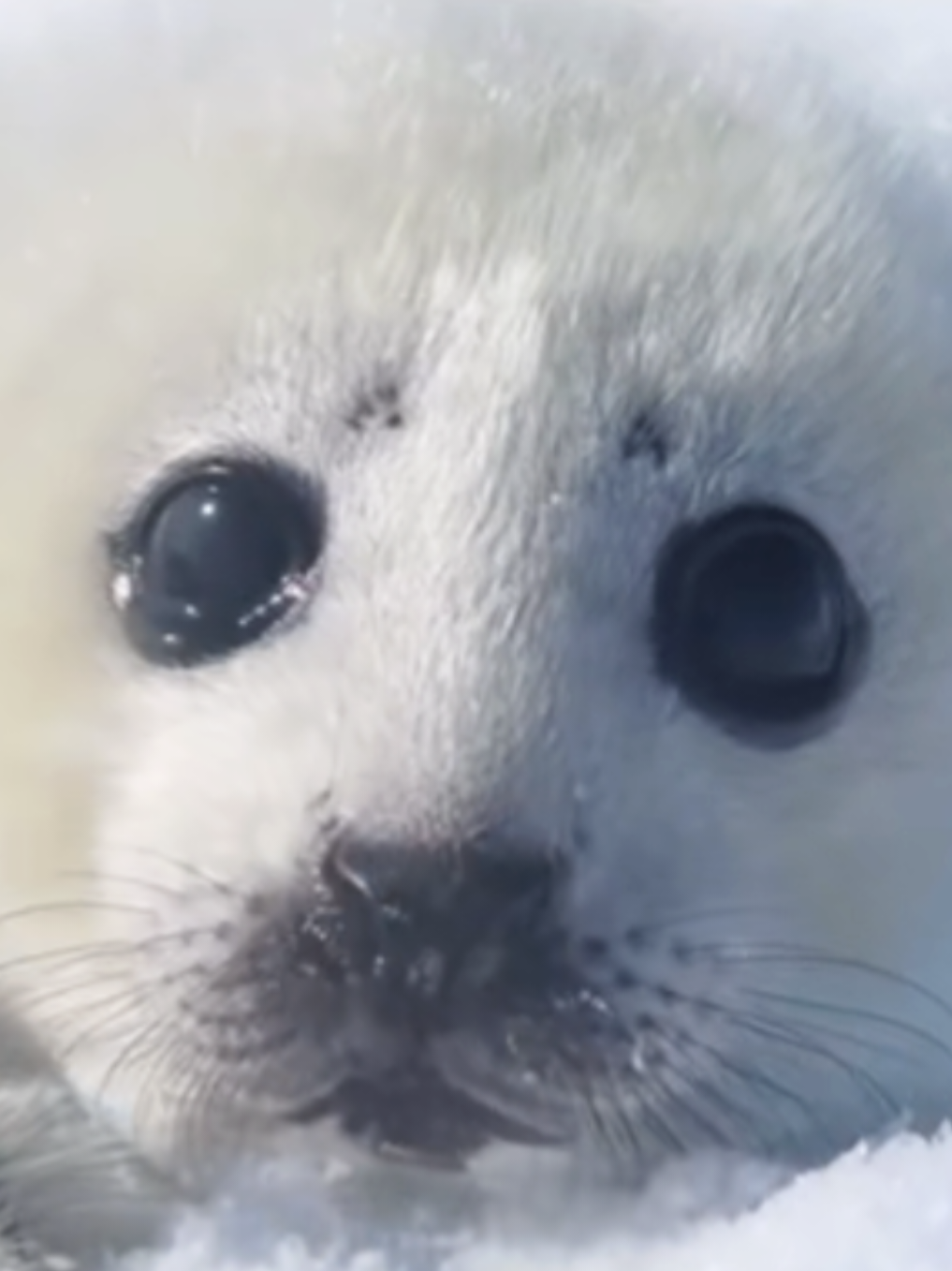 @🩷🎀 seal 🦭🩷