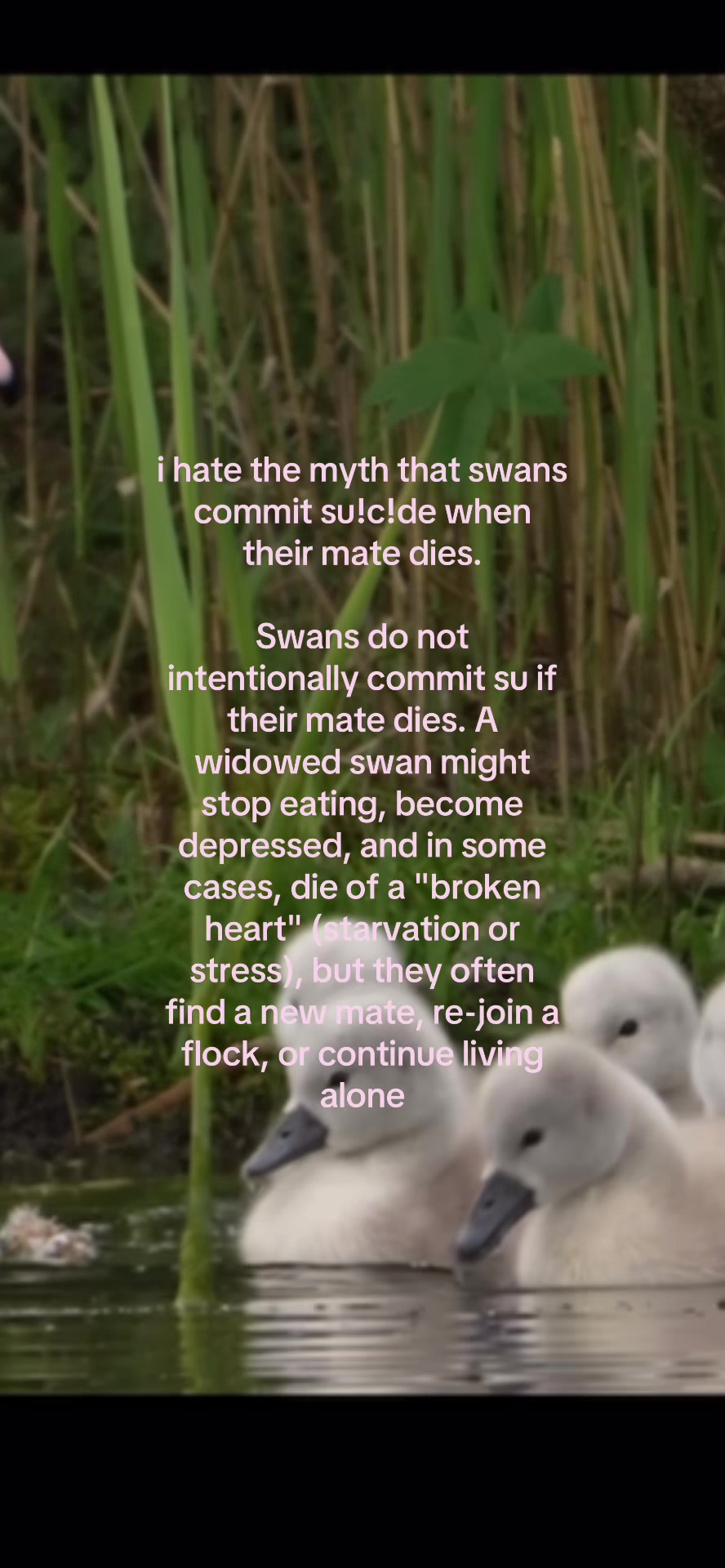 @️estelle🤍🦢