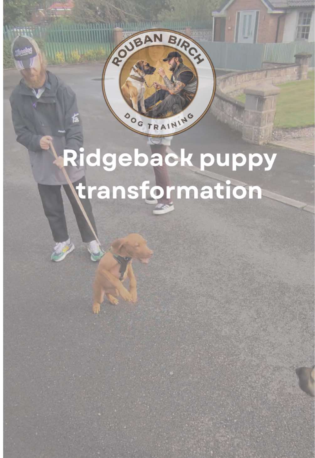 @rbdogtraining