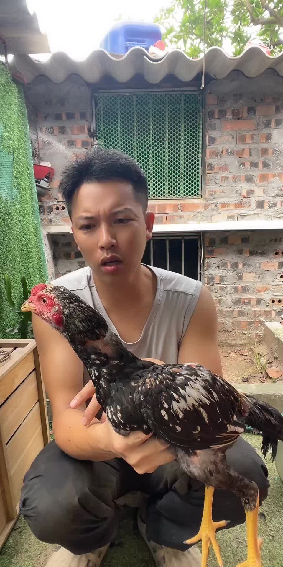 @Thuần Gà Chọi
