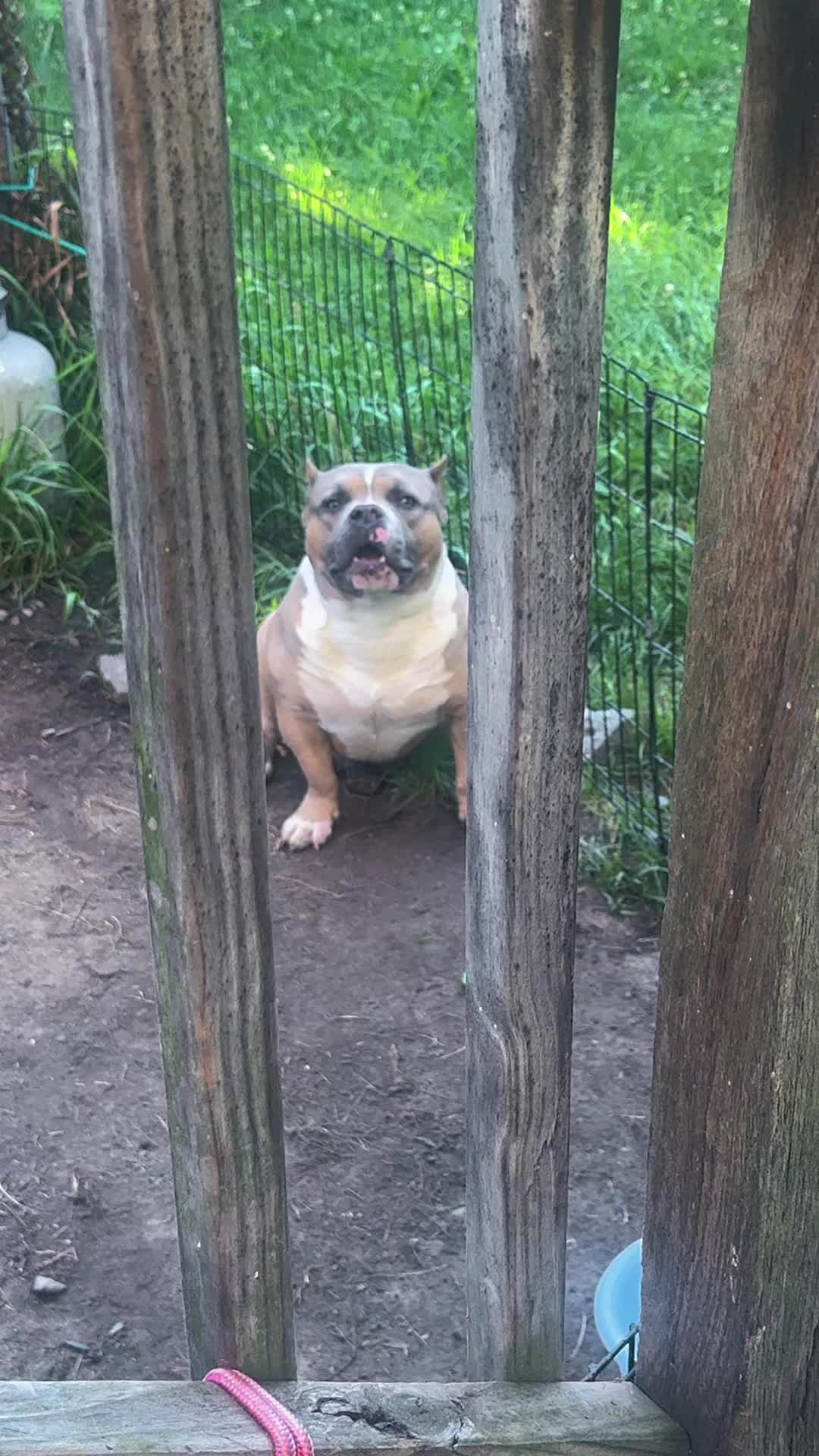 @NoCapBullys