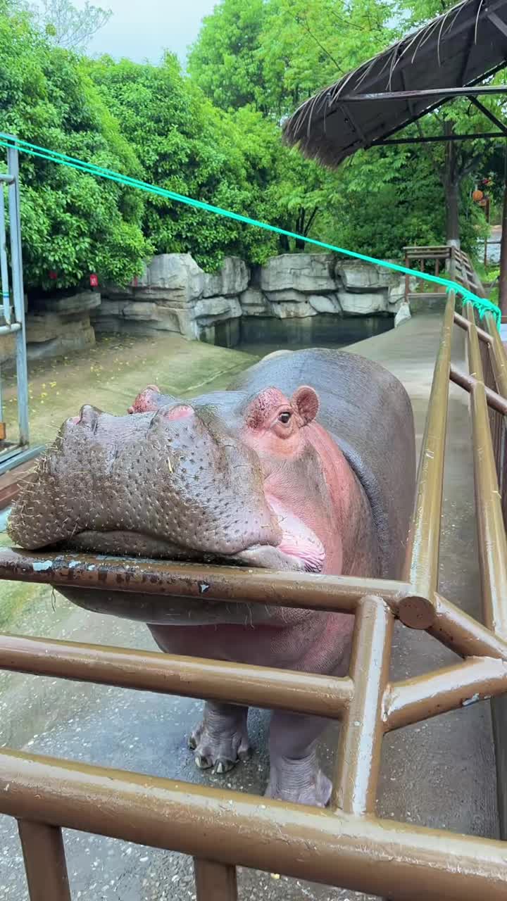 @Hippo