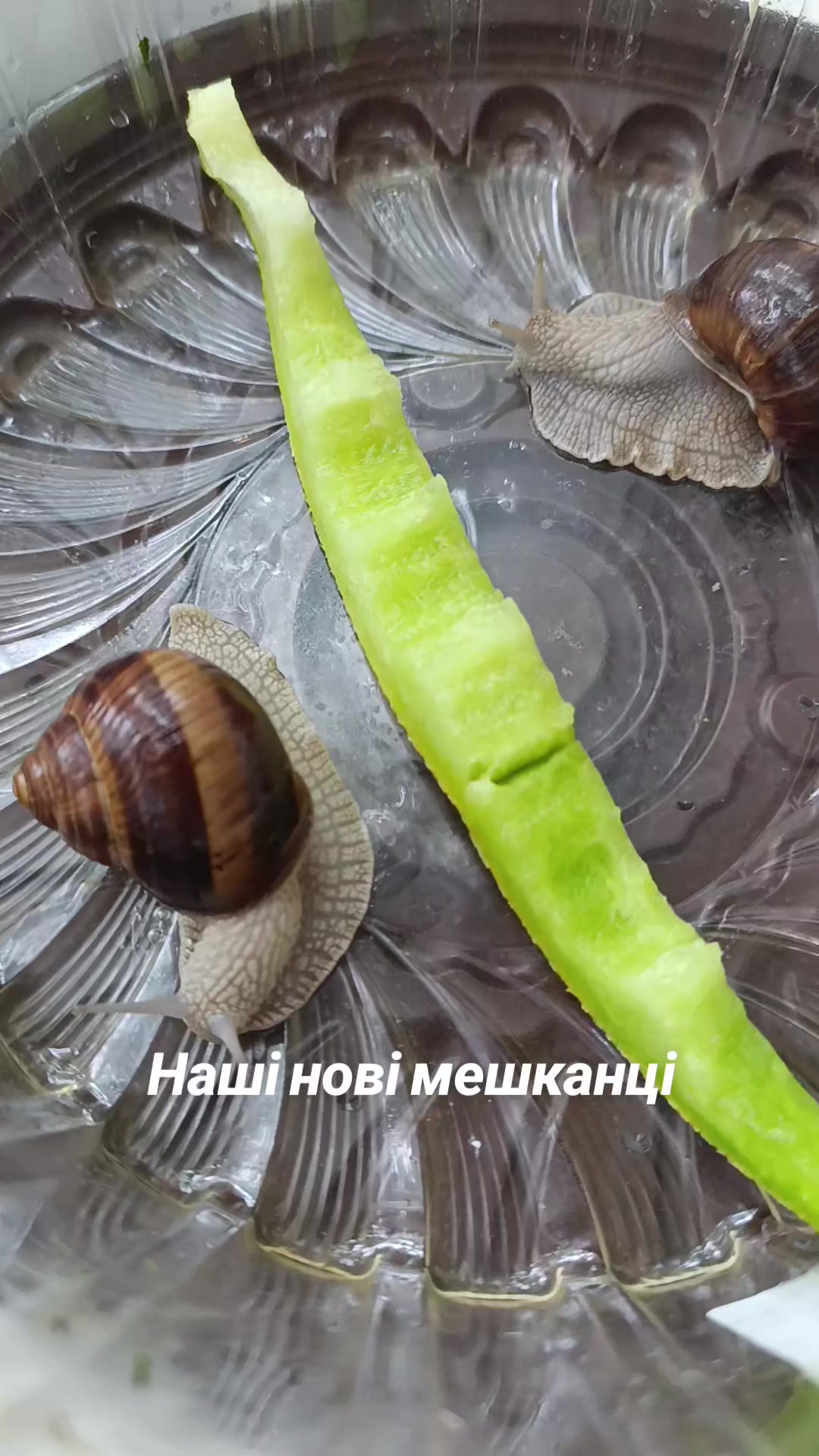 @Ирина Коноплина