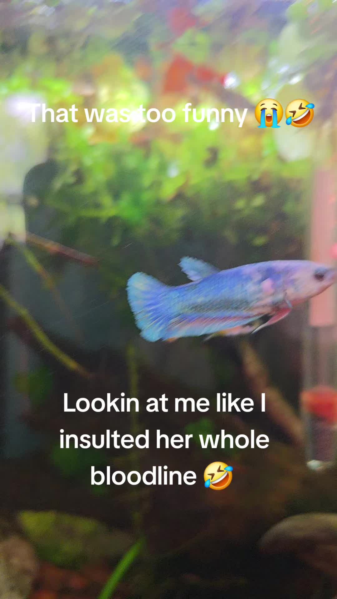 @ella aquatics