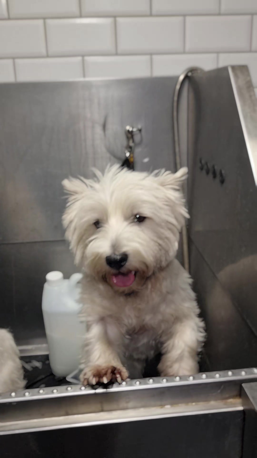 @PawsomeDogGroomingSouthOxhey
