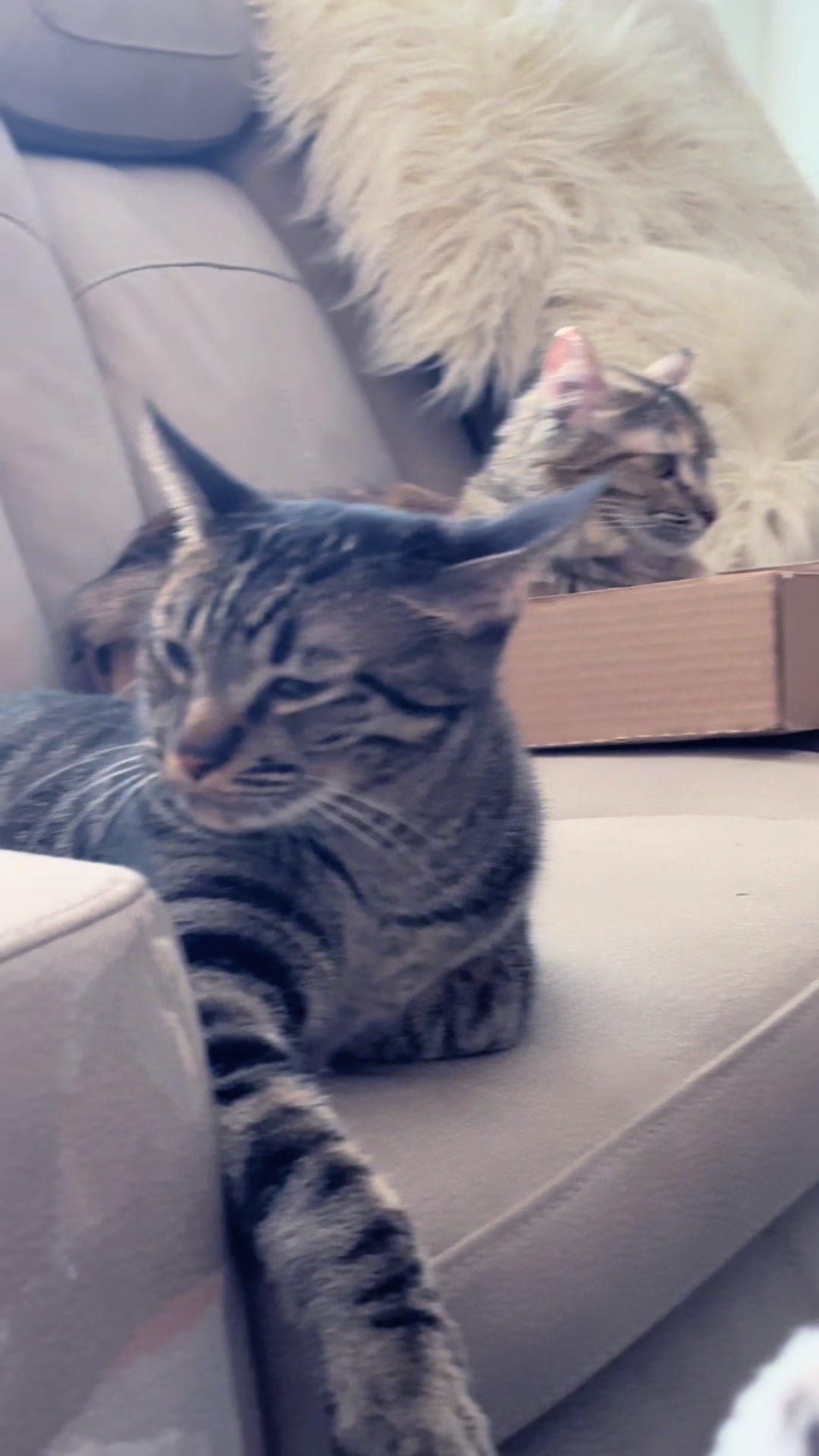 @purrrmeow