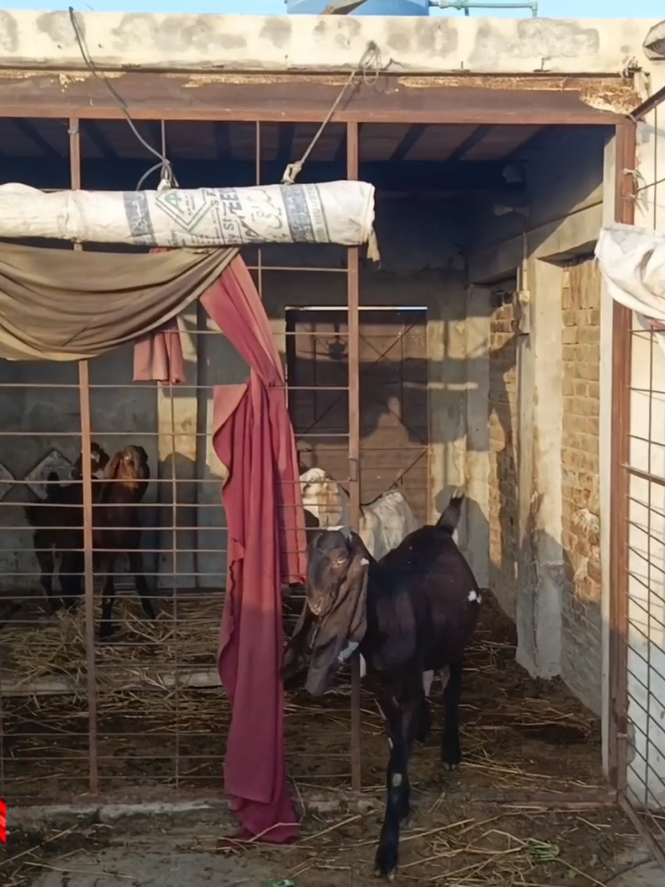 @Animal success