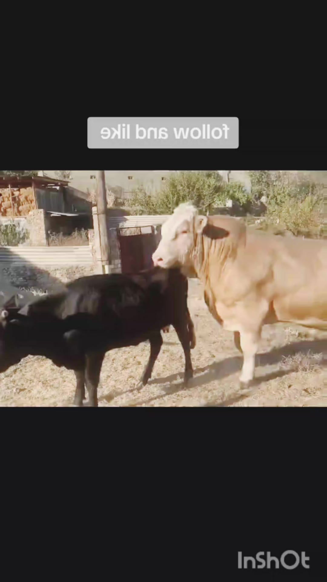 @animallifevideo