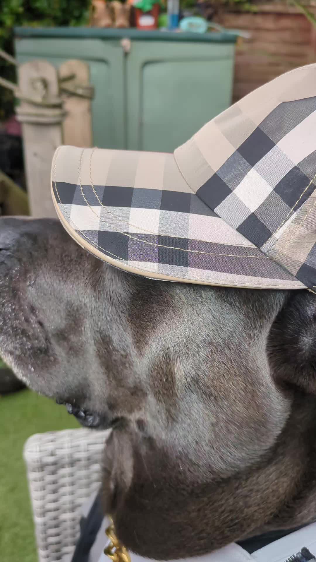 @mist_the_canecorso