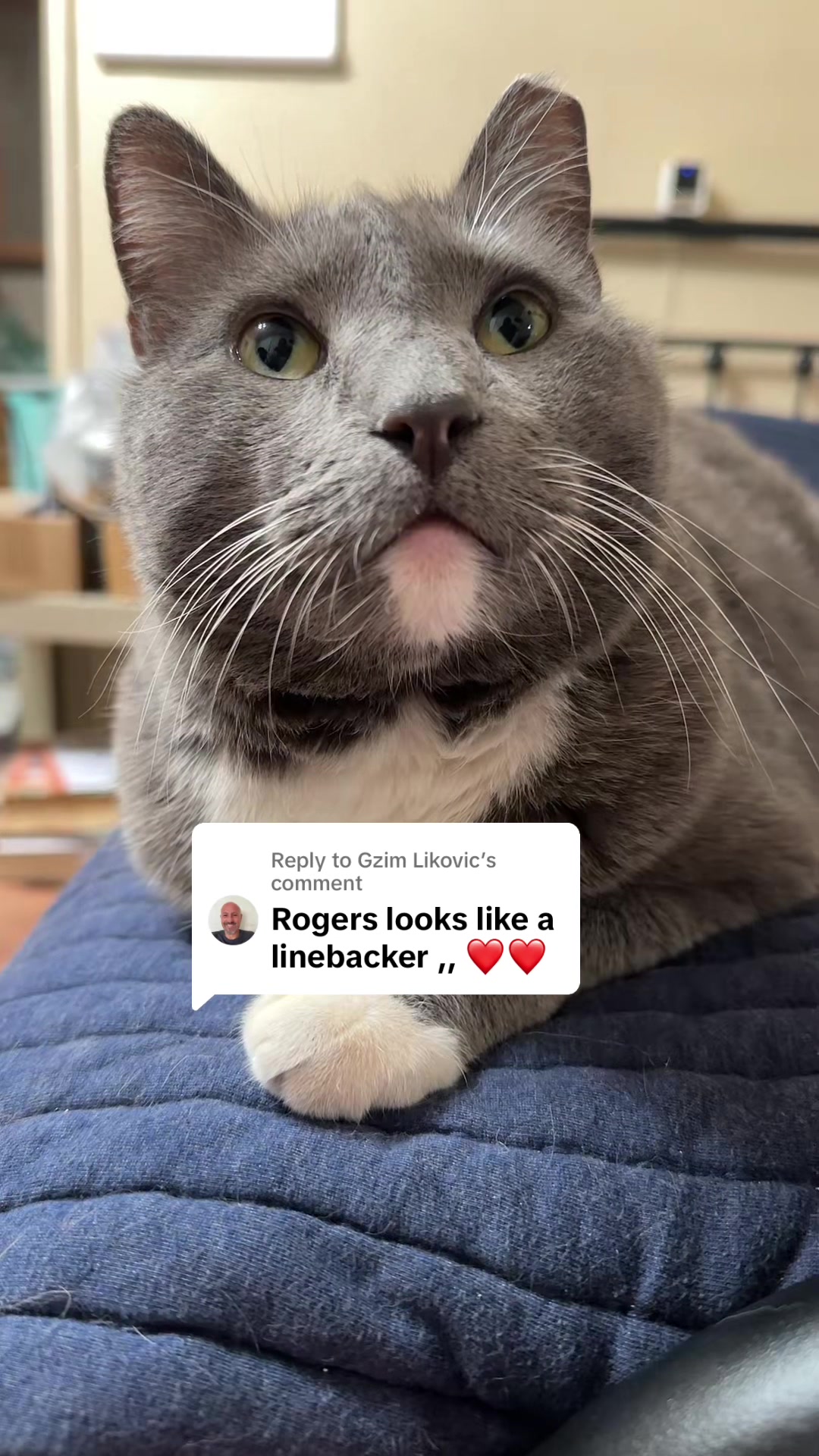 @Therapy Cat Roger & Family