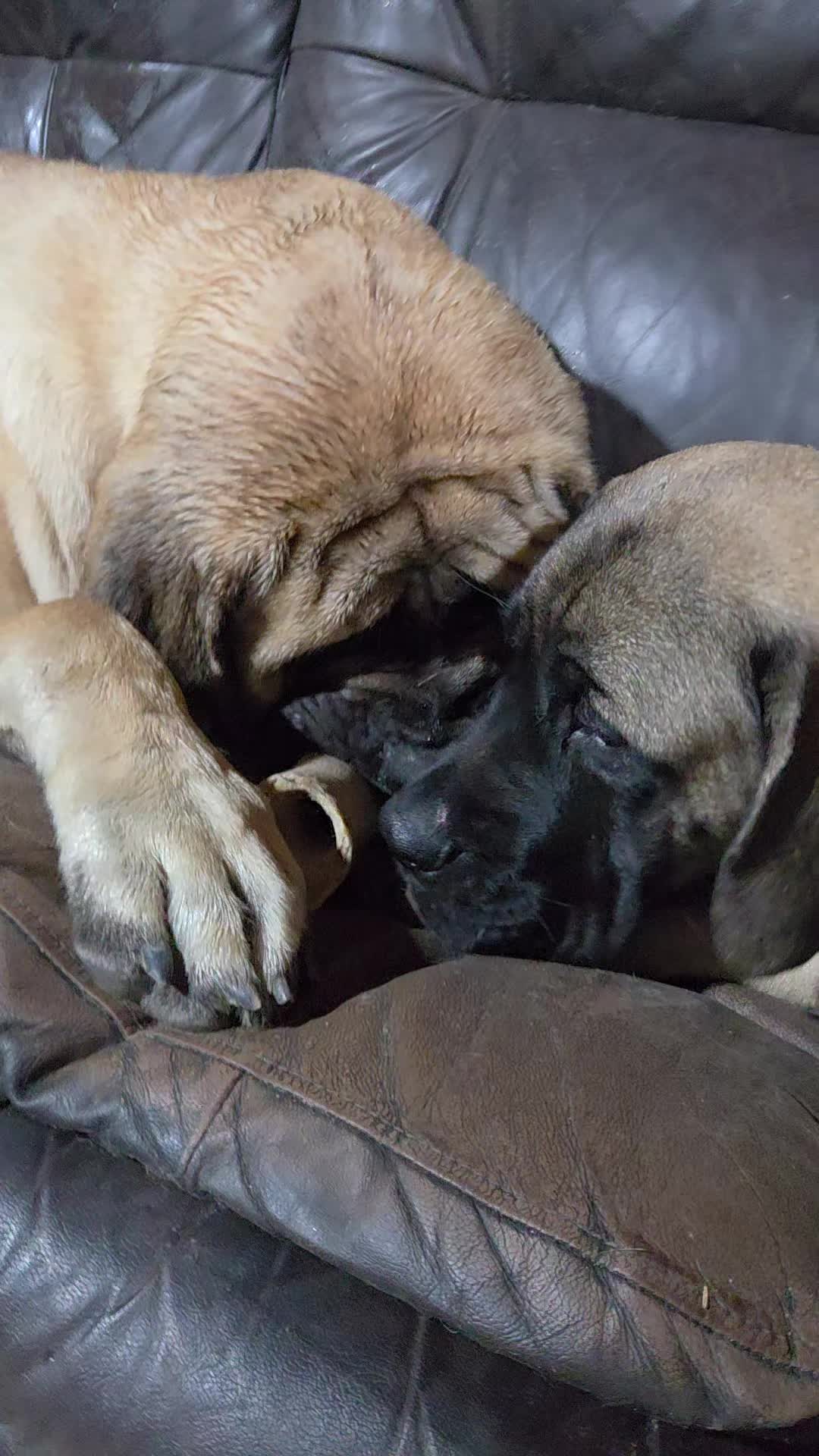 @Maple Mastiffs