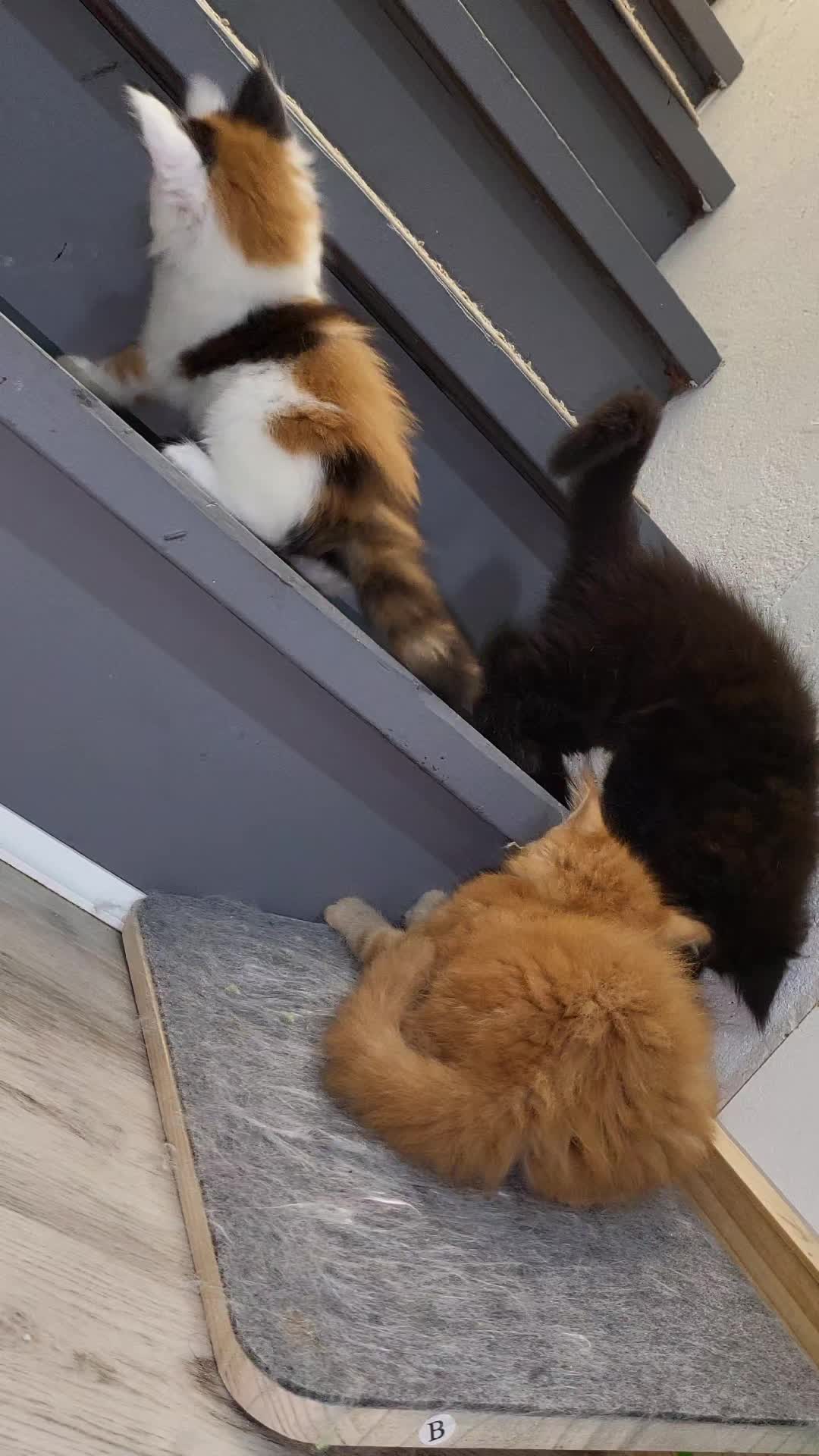 @Paw Palace Maine Coon