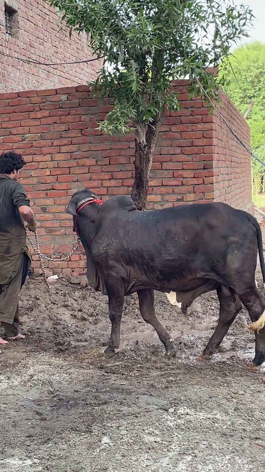 @Ustad Jee Cattle Farm