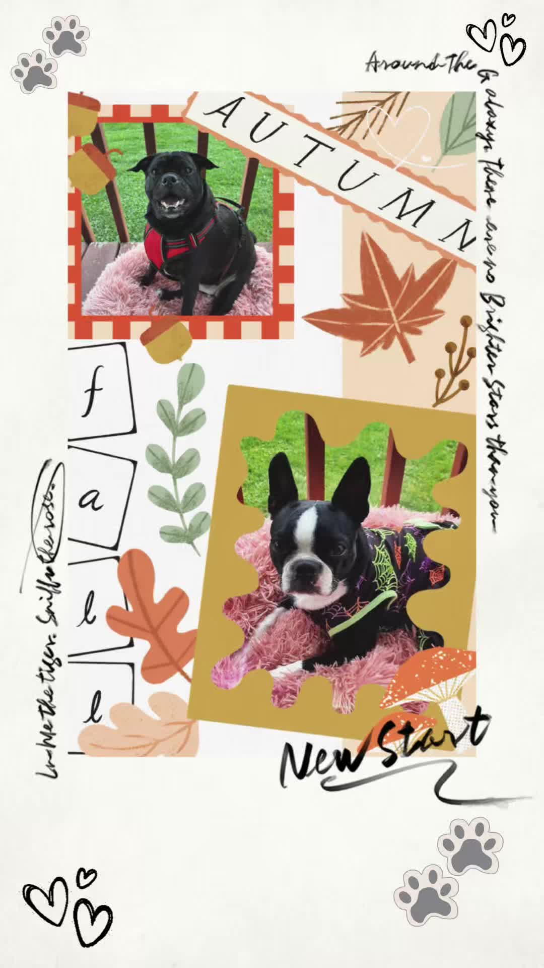 @bostonterrier7