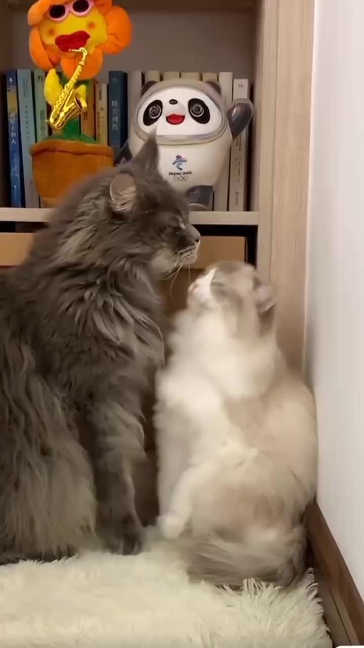 @Cat Love