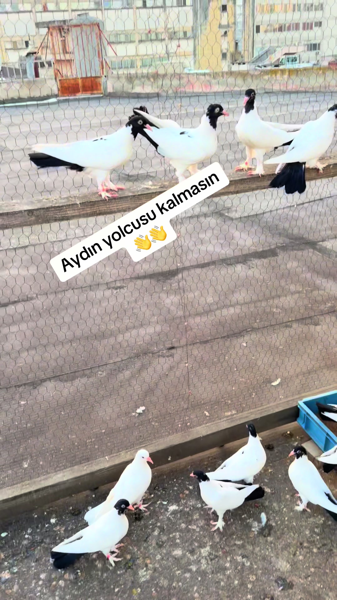 @Sedat Mantar