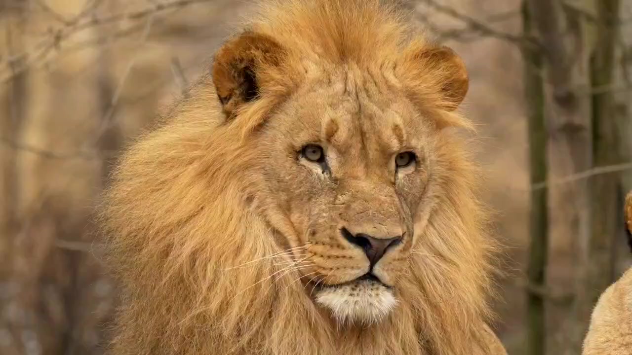 @LION MOTIVATION 🇨🇩🇨🇩🇨🇩