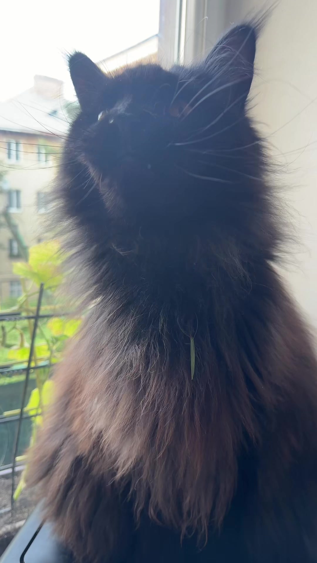 @PARAKENTOS*UA Maine coon
