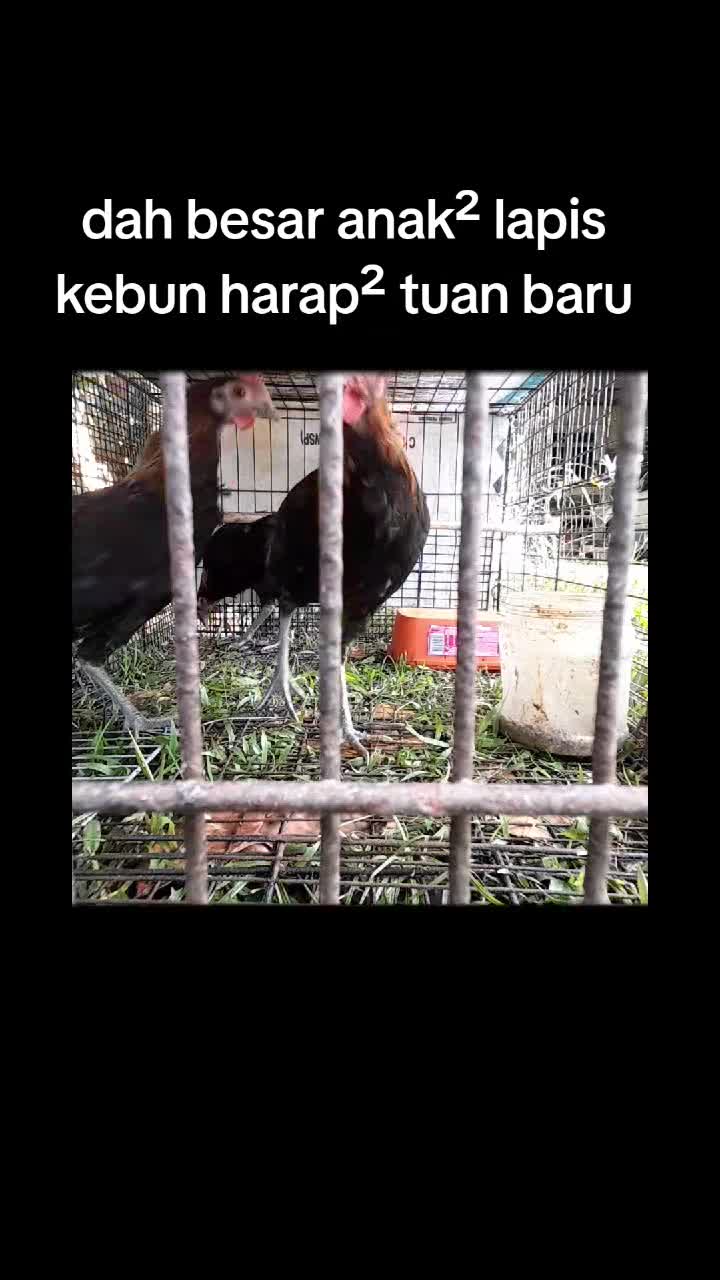 @Mohamad Arif