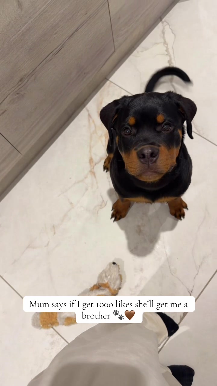 @Ronnie 🐾🤎