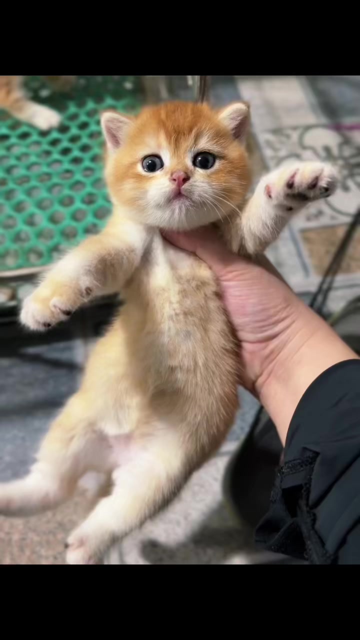 @fuyncats