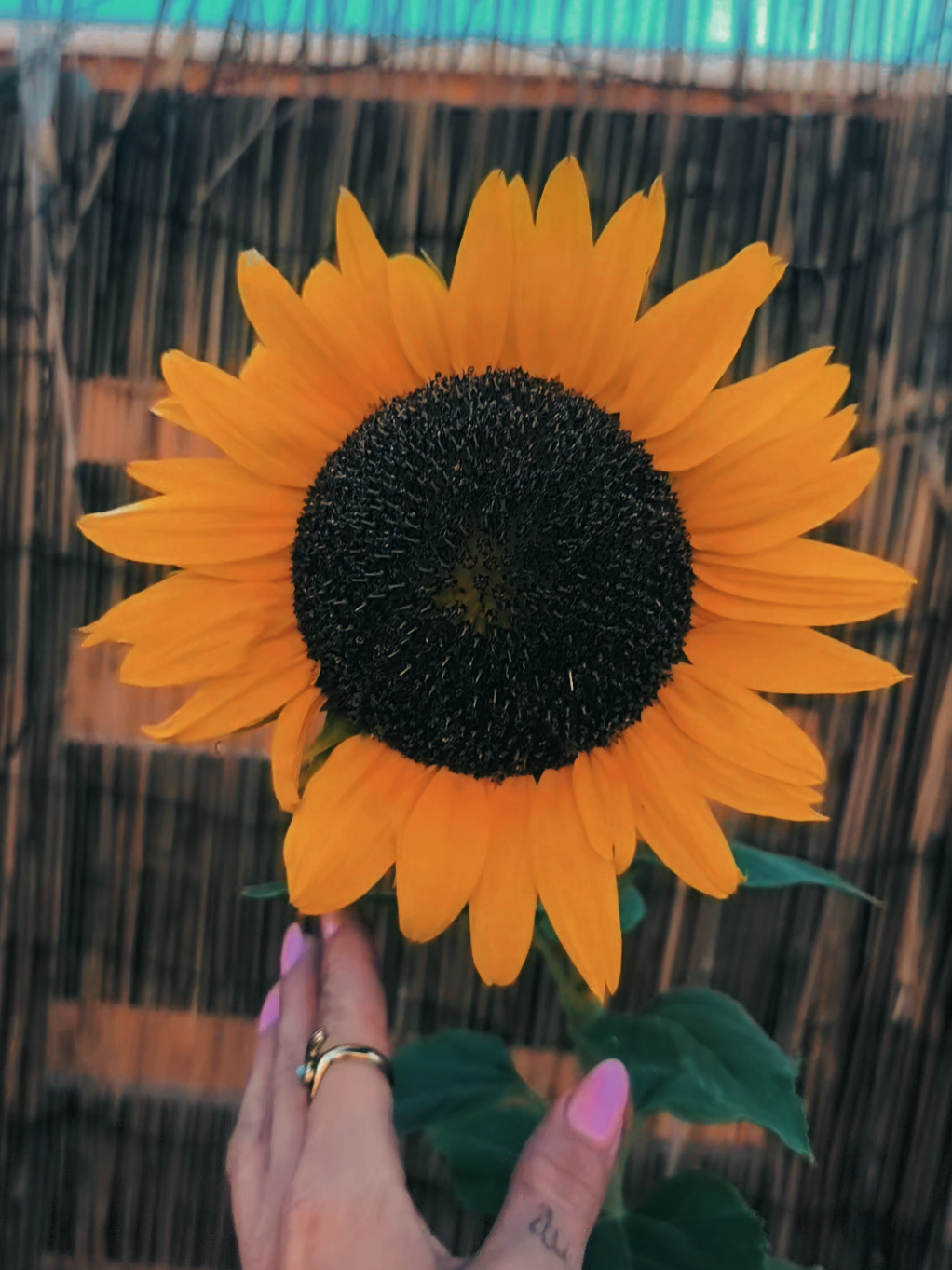@Eliana🌻