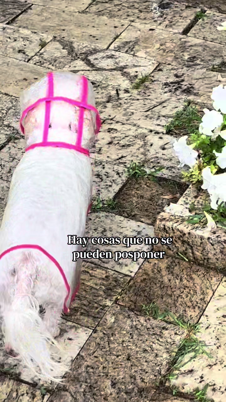 @AZUL🐶🥰